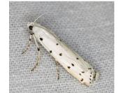 Myelois circumvoluta