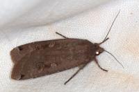 Noctua pronuba