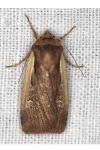 Ochropleura plecta