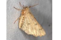 Odontopera bidentata