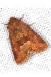 Oligia fasciuncula