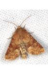 Oligia fasciuncula