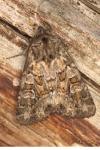 Pachetra sagittigera