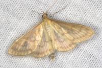 Paratalanta pandalis
