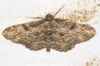 Peribatodes rhomboidaria rhomboidaria