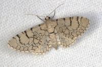 Eupithecia venosata/schiefereri