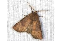 Rusina ferruginea