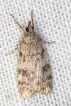 Scoparia ambigualis