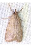 Scoparia