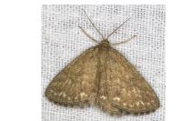 Scopula immorata