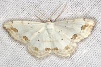 Scopula ornata