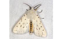 Spilosoma lubricipeda