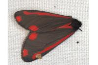Tyria jacobaeae