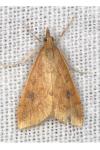 Udea ferrugalis