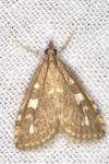 Udea olivalis