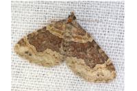 Xanthorhoe spadicearia/ferrugata