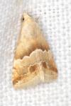 Eublemma parva