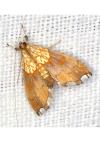 Agrotera nemoralis