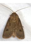 Agrotis exclamationis exclamationis