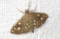 Anania stachydalis