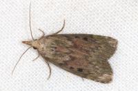 Aphomia sociella