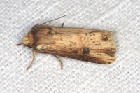 Axylia putris