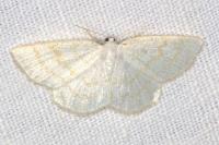 Cabera exanthemata