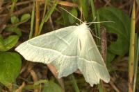Campaea margaritaria