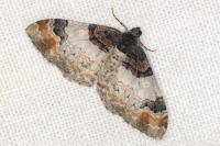 Catarhoe cuculata