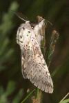 Cerura vinula