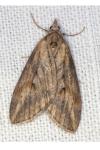 Chesias isabella