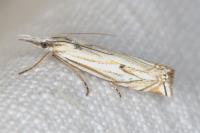 Crambus lathoniellus