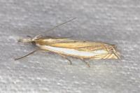 Crambus pascuella