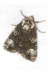 Craniophora ligustri
