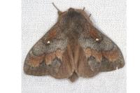 Dendrolimus pini pini
