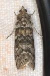 Dioryctria abietella