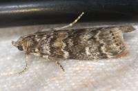 Dioryctria abietella