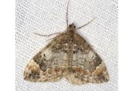 Dysstroma truncata