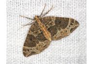Ecliptopera silaceata