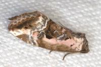 Elaphria venustula