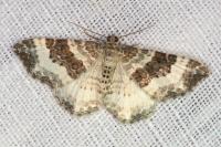 Epirrhoe rivata