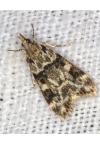 Eudonia delunella