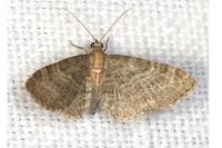 Eupithecia haworthiata