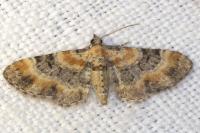 Eupithecia linariata