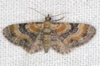 Eupithecia pulchellata