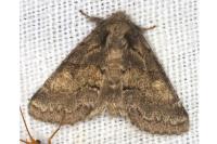 Gluphisia crenata