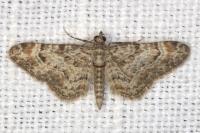 Gymnoscelis rufifasciata