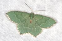 Hemithea aestivaria