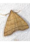 Herminia tarsicrinalis