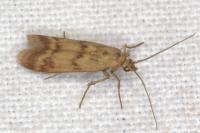 Homoeosoma sinuella
